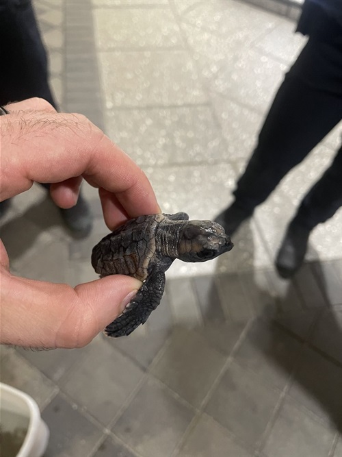 Hand holding a baby sea turtle