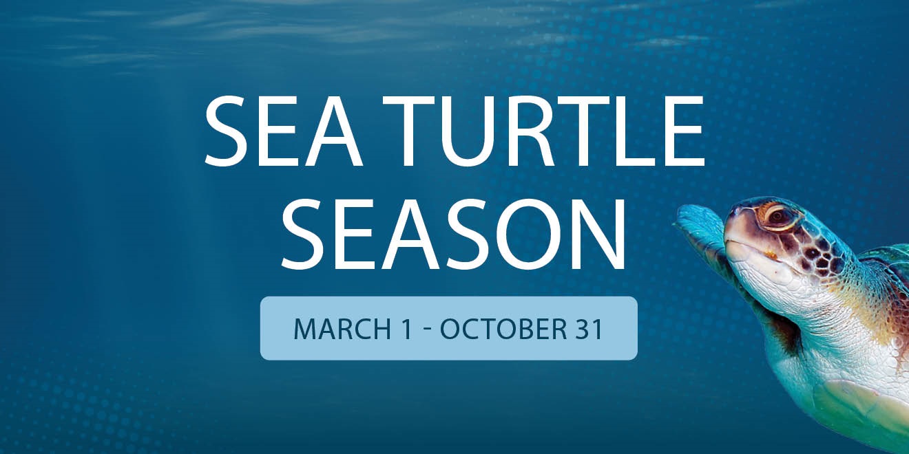 Sea Turtle Season